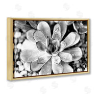 Susan Bryant | Monochrome Succulent Leaves