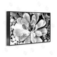 Susan Bryant | Monochrome Succulent Leaves