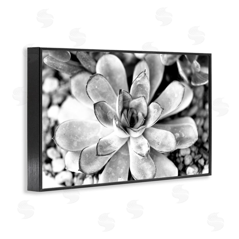 Susan Bryant | Monochrome Succulent Leaves