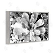 Susan Bryant | Monochrome Succulent Leaves