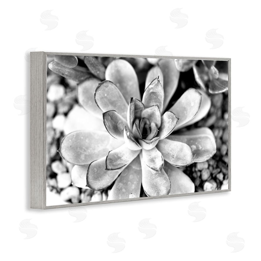 Susan Bryant | Monochrome Succulent Leaves