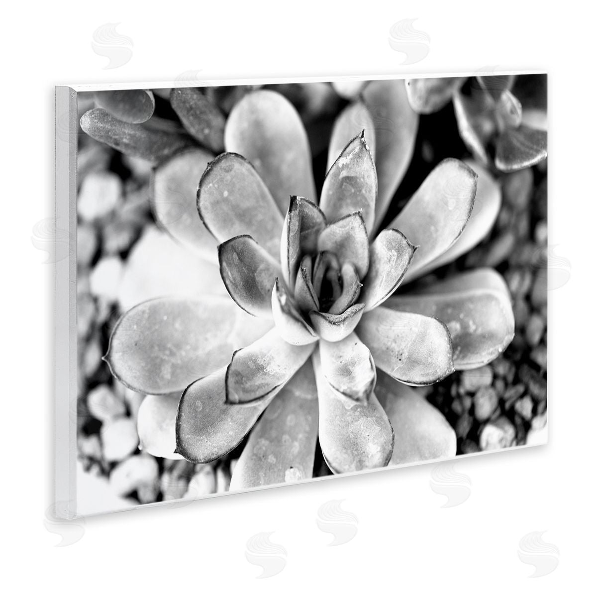 Monochrome Succulent Leaves Wood Plaque Wall Art, Home Decor by Susan Bryant