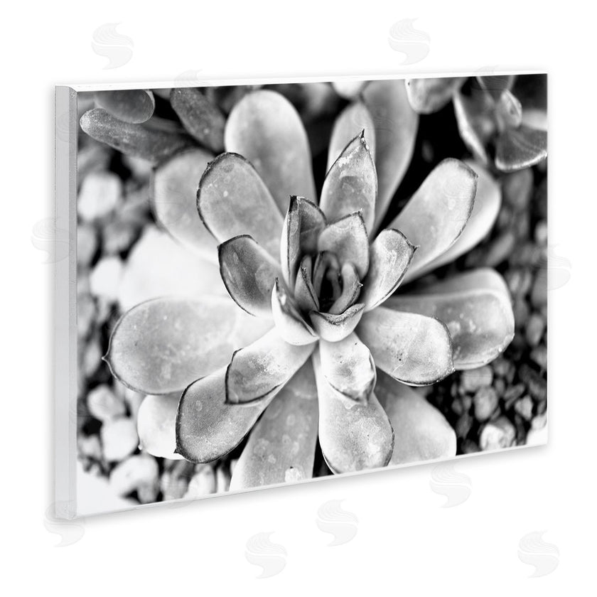 Susan Bryant | Monochrome Succulent Leaves