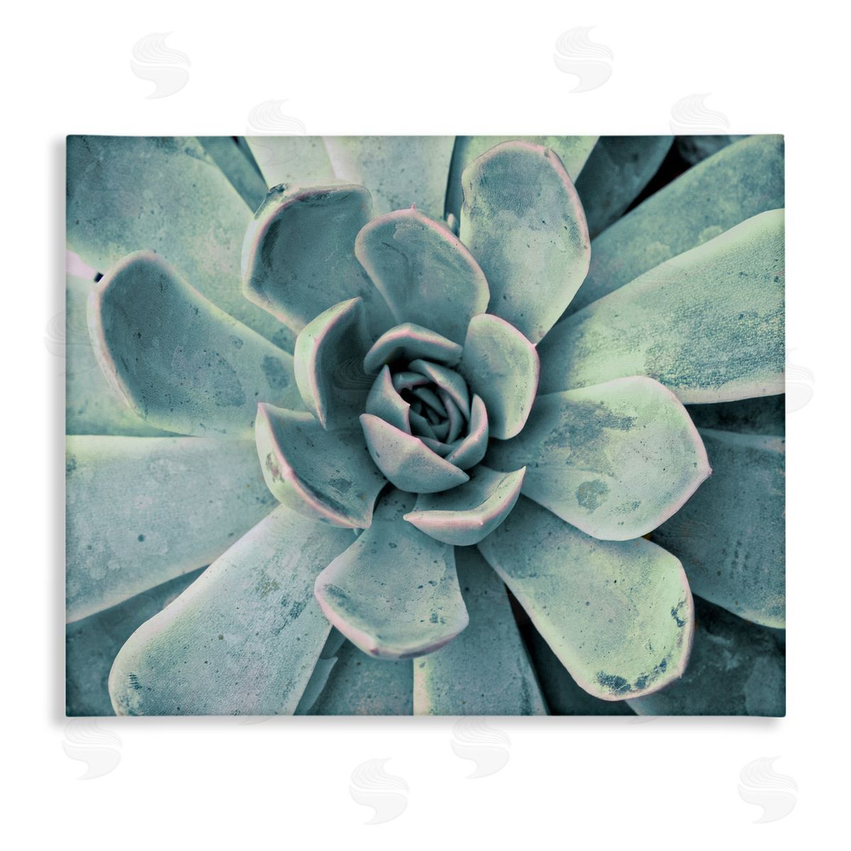 Green Cactus Succulent Canvas Wall Art, Home Decor by Susan Bryant