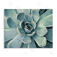 Susan Bryant | Green Cactus Succulent