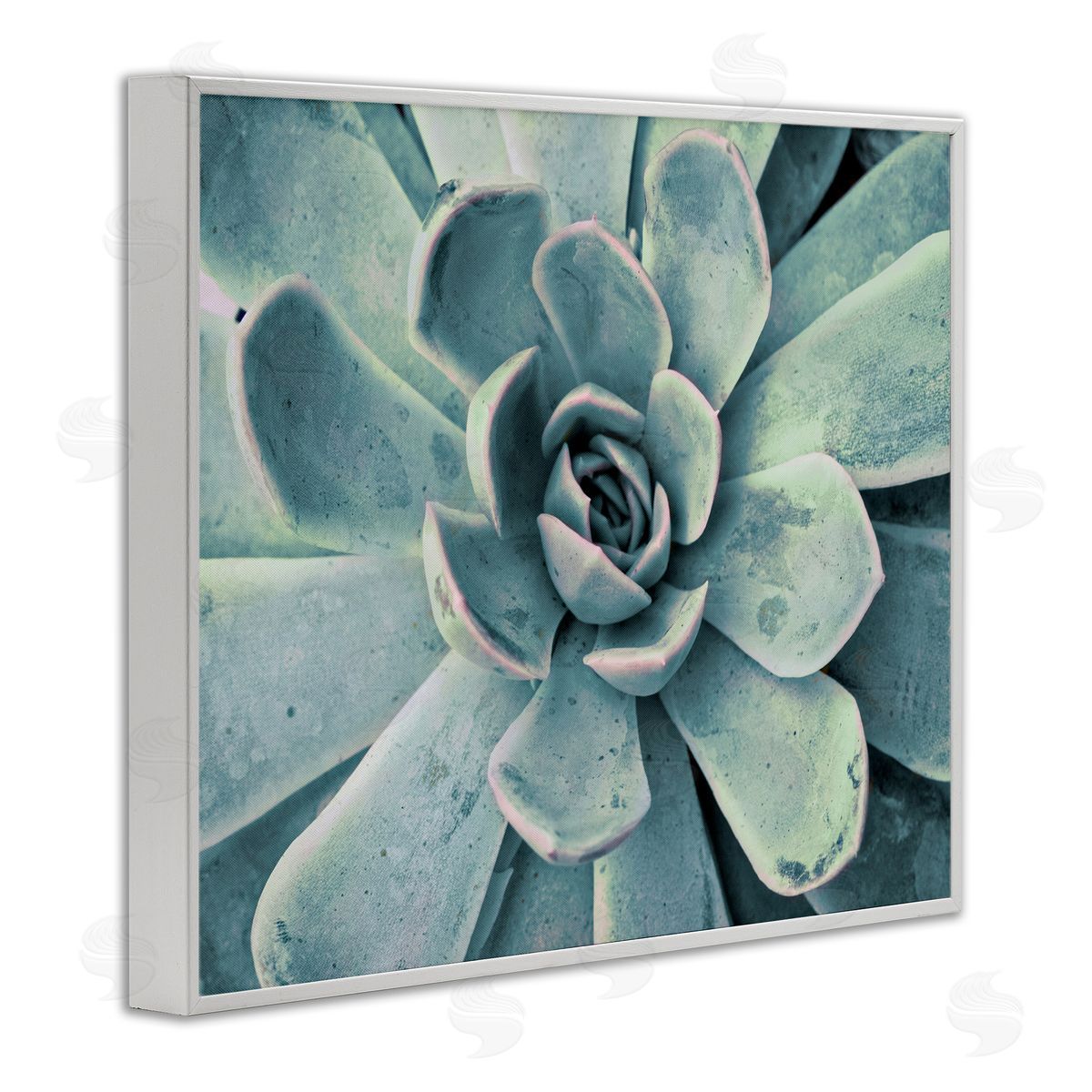 Green Cactus Succulent White Frame Print Wall Art, Home Decor by Susan Bryant