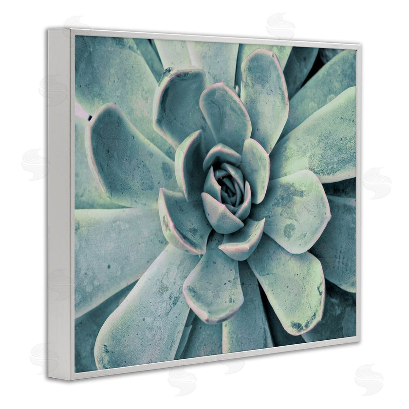 Susan Bryant | Green Cactus Succulent