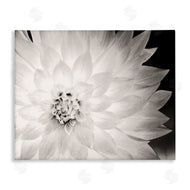 Gail Peck | Strong Dahlia Petals