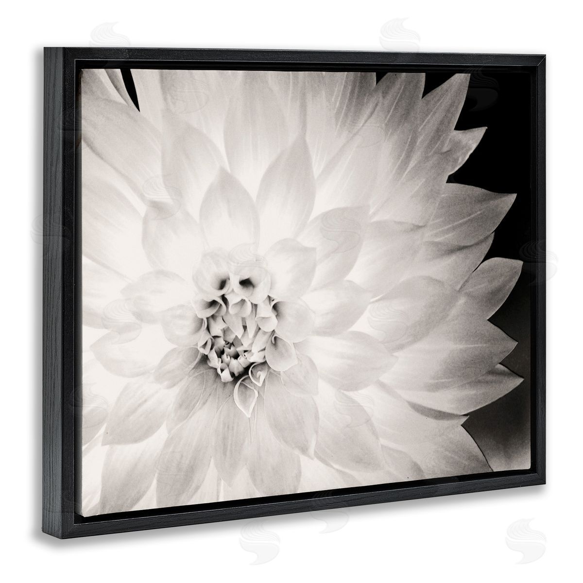 Strong Dahlia Petals Black Floating Frame Canvas Wall Art, Home Decor by Gail Peck