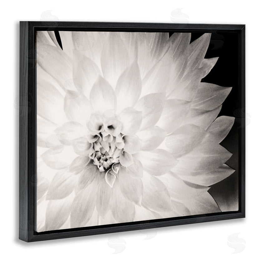 Gail Peck | Strong Dahlia Petals