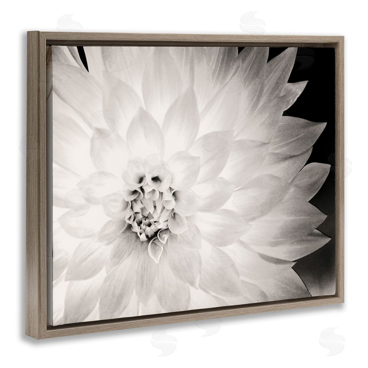 Strong Dahlia Petals Brown Floating Frame Canvas Wall Art, Home Decor by Gail Peck
