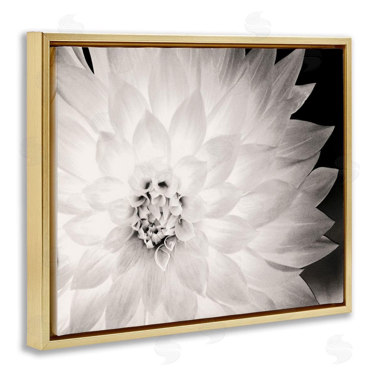 Strong Dahlia Petals Gold Floating Frame Canvas Wall Art, Home Decor by Gail Peck