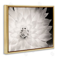 Gail Peck | Strong Dahlia Petals