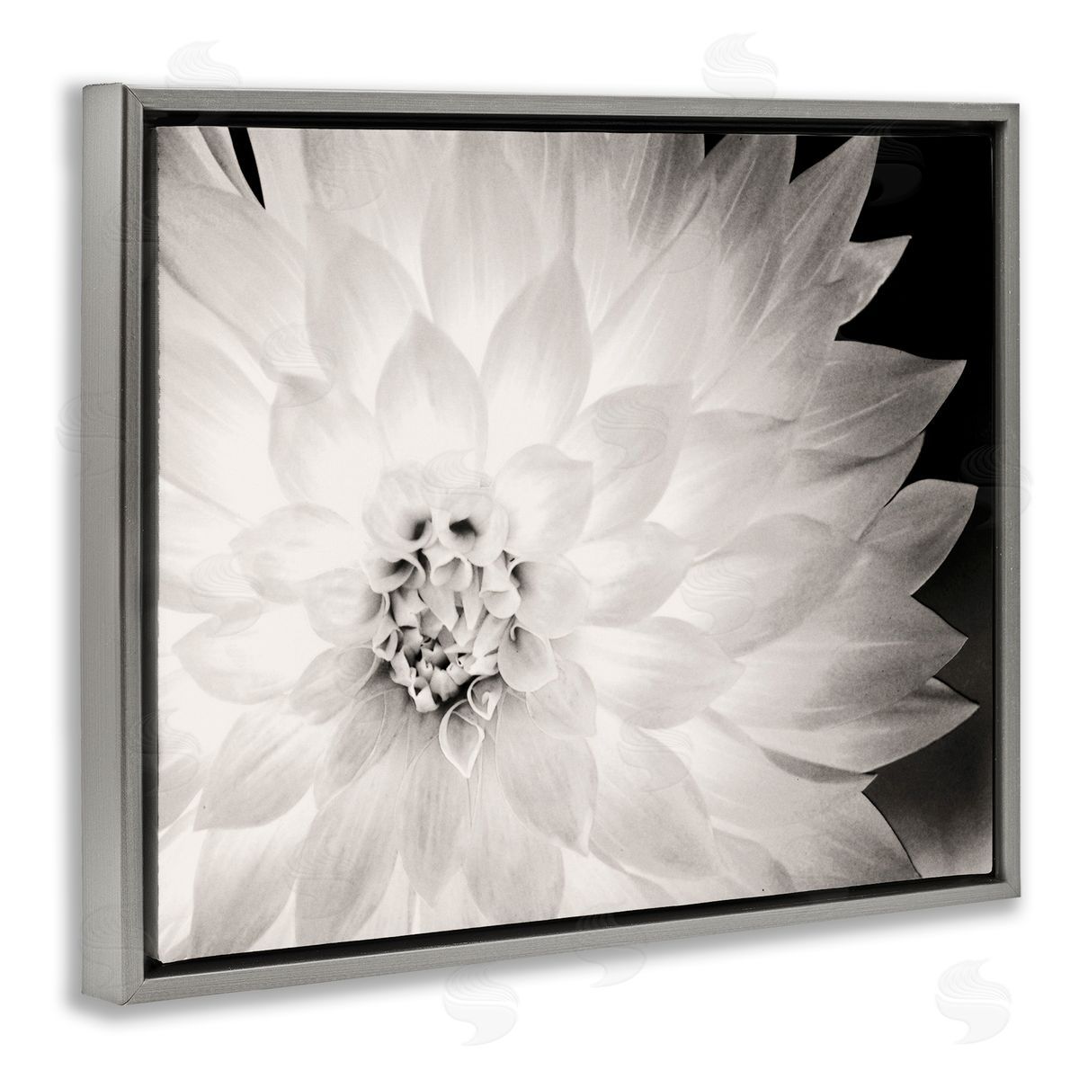 Strong Dahlia Petals Grey Floating Frame Canvas Wall Art, Home Decor by Gail Peck
