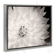 Gail Peck | Strong Dahlia Petals