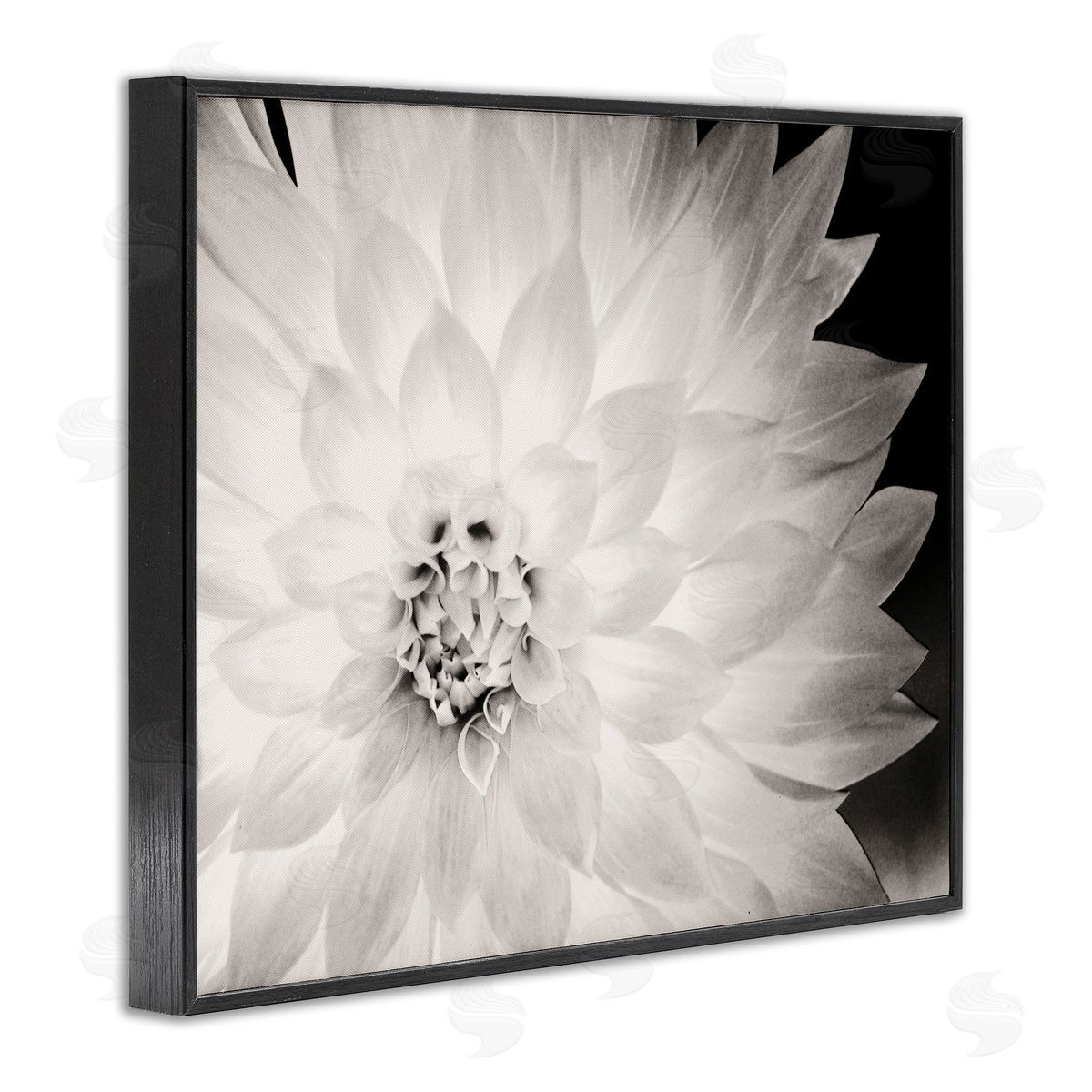 Strong Dahlia Petals Black Frame Print Wall Art, Home Decor by Gail Peck