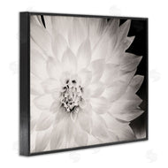 Gail Peck | Strong Dahlia Petals