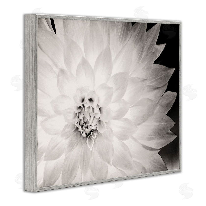 Gail Peck | Strong Dahlia Petals