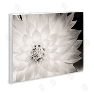 Gail Peck | Strong Dahlia Petals