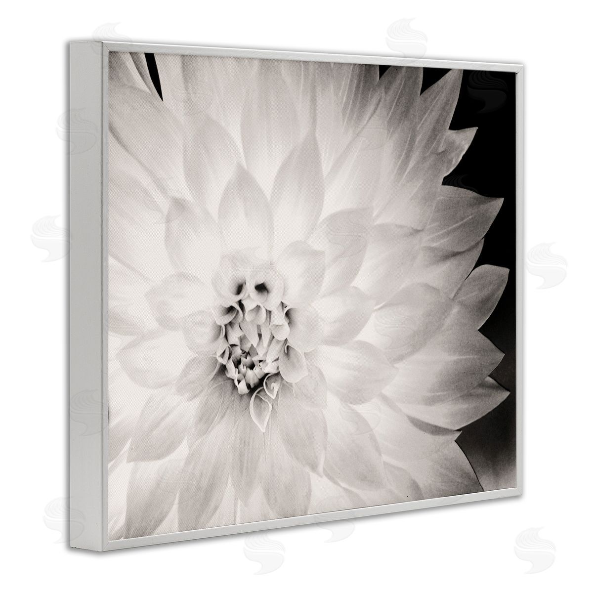 Strong Dahlia Petals White Frame Print Wall Art, Home Decor by Gail Peck