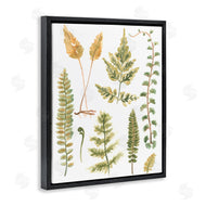 June Erica Vess | Varied Fern Leaves
