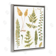 June Erica Vess | Varied Fern Leaves