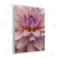 Alonzo Saunders | Purple Dahlia Petals