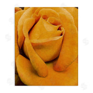 Alonzo Saunders | Yellow Rose Close Up