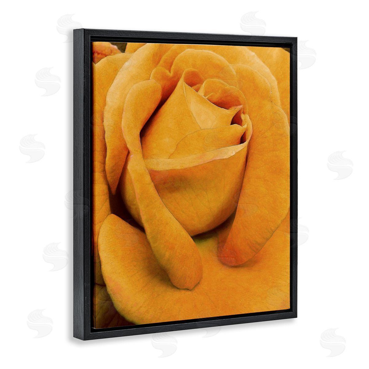 Yellow Rose Close Up Black Floating Frame Canvas Wall Art, Home Decor by Alonzo Saunders