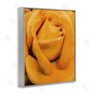 Alonzo Saunders | Yellow Rose Close Up
