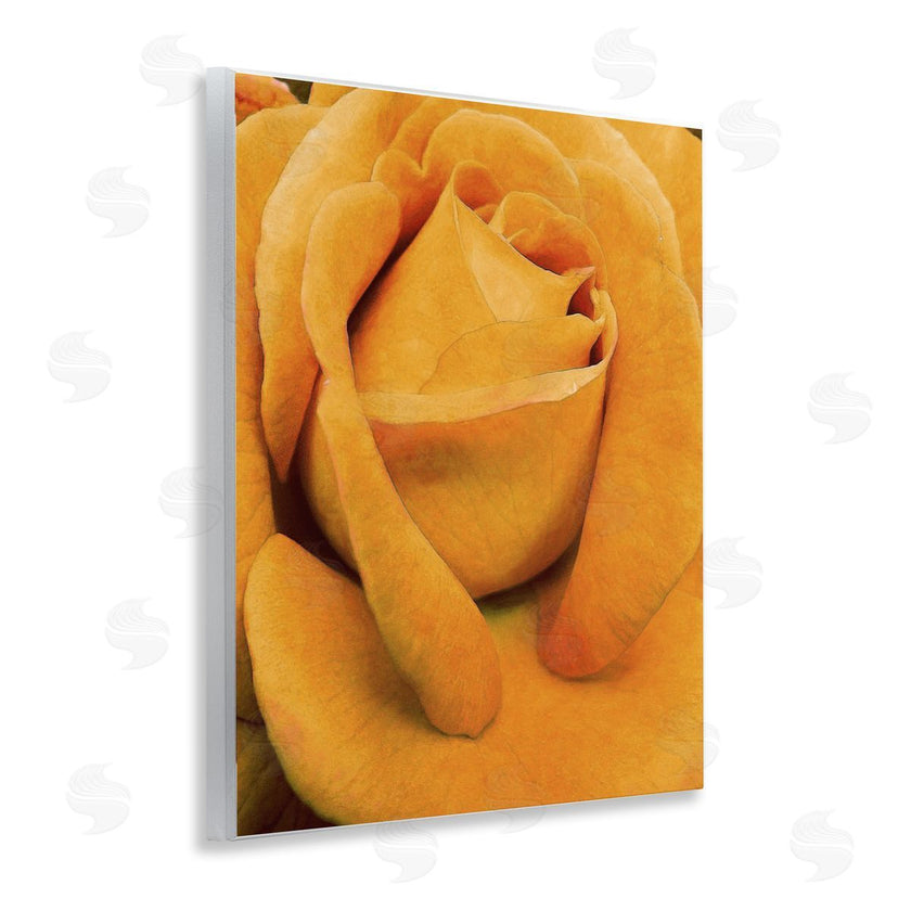 Alonzo Saunders | Yellow Rose Close Up