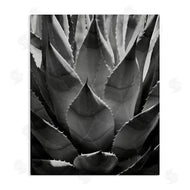 Chip Forelli | Desert Plant Detail