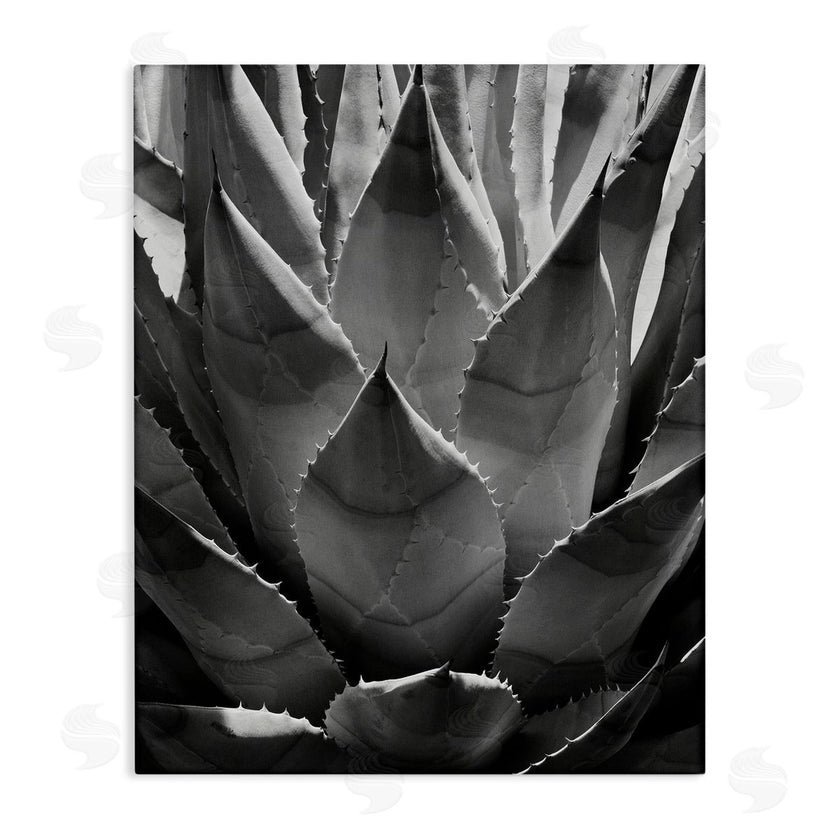 Chip Forelli | Desert Plant Detail