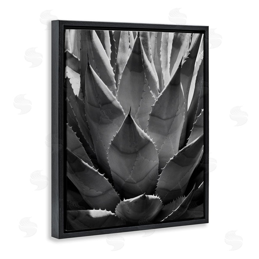 Chip Forelli | Desert Plant Detail