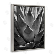 Chip Forelli | Desert Plant Detail