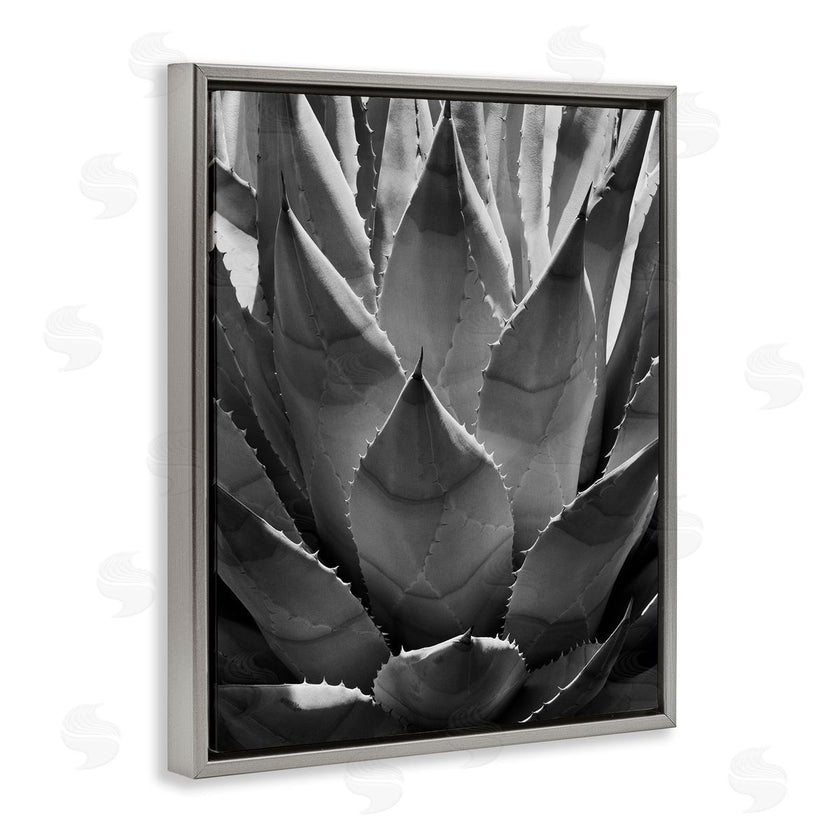 Chip Forelli | Desert Plant Detail