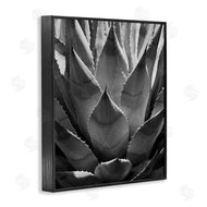 Chip Forelli | Desert Plant Detail