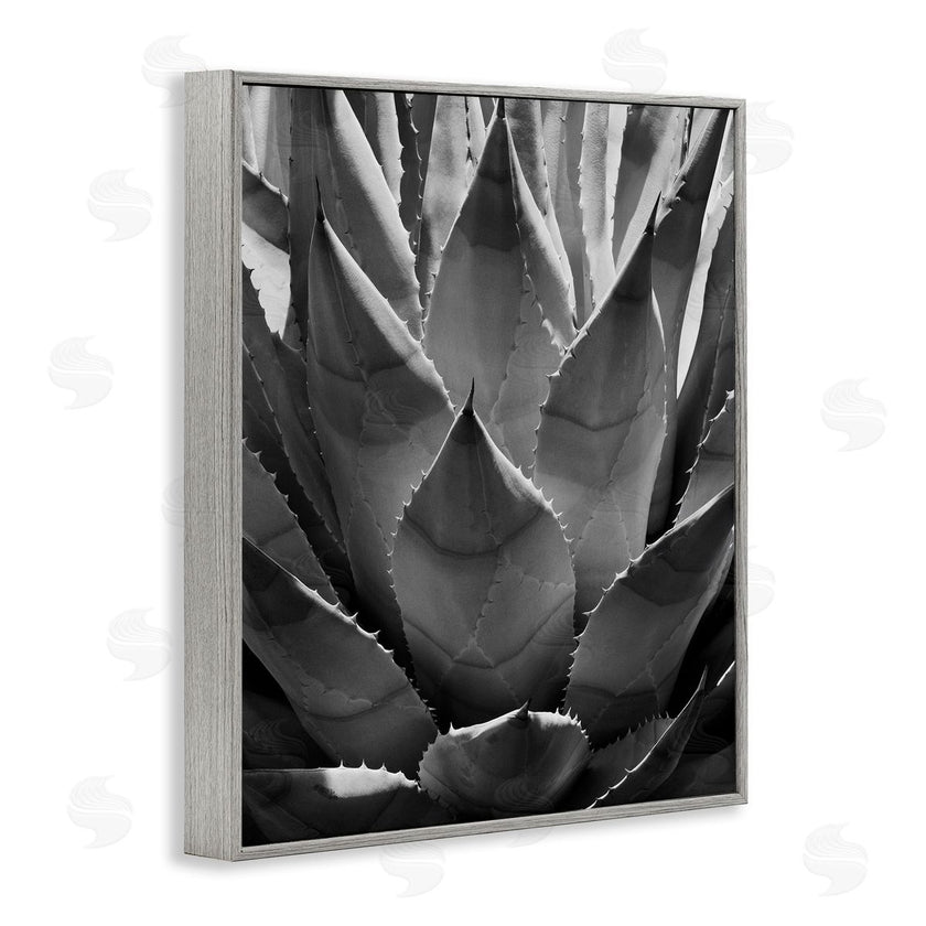 Chip Forelli | Desert Plant Detail