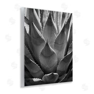 Chip Forelli | Desert Plant Detail