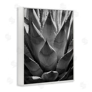 Chip Forelli | Desert Plant Detail