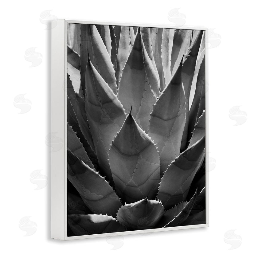Chip Forelli | Desert Plant Detail
