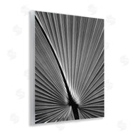 Chip Forelli | Palm Frond Detail