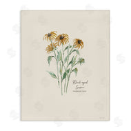 Cindy Jacobs | Black Eyed Susans
