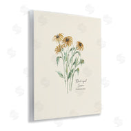 Cindy Jacobs | Black Eyed Susans