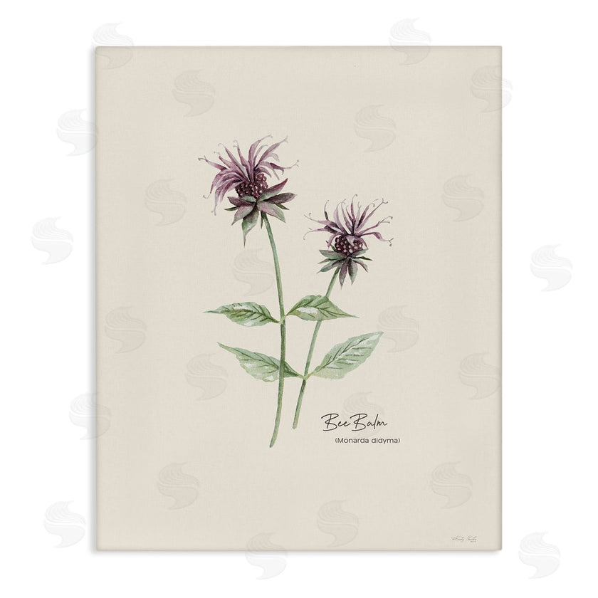 Cindy Jacobs | Bee Balm Herb
