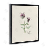 Cindy Jacobs | Bee Balm Herb