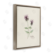 Cindy Jacobs | Bee Balm Herb