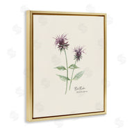 Cindy Jacobs | Bee Balm Herb