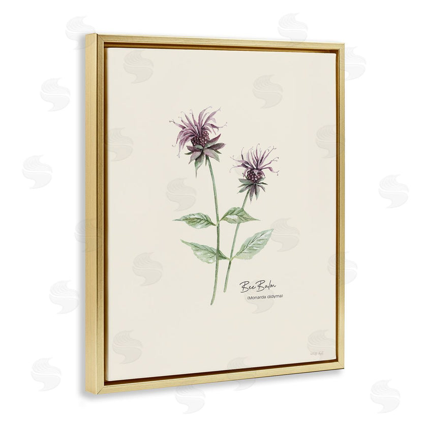 Cindy Jacobs | Bee Balm Herb
