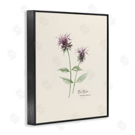 Cindy Jacobs | Bee Balm Herb